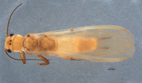 Anacroneuria aurata image