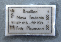 Anacroneuria aurata image