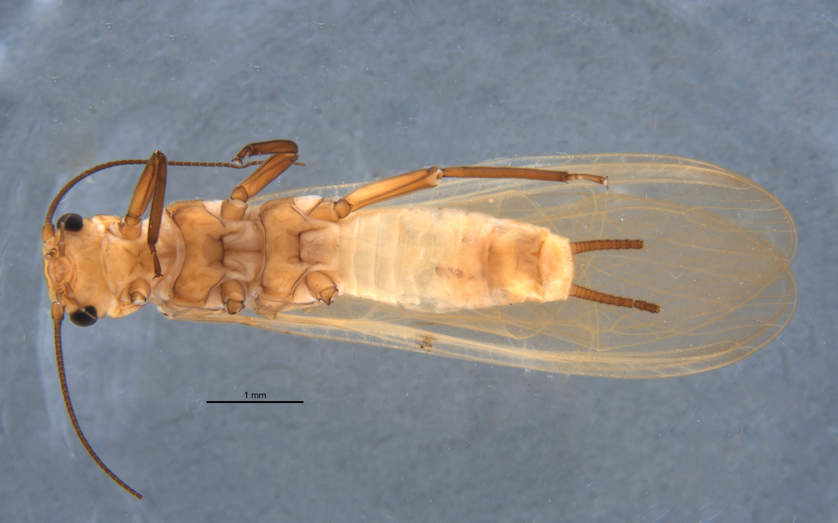 Perlidae image