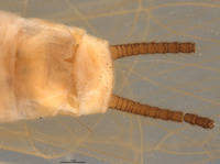 Anacroneuria aurata image