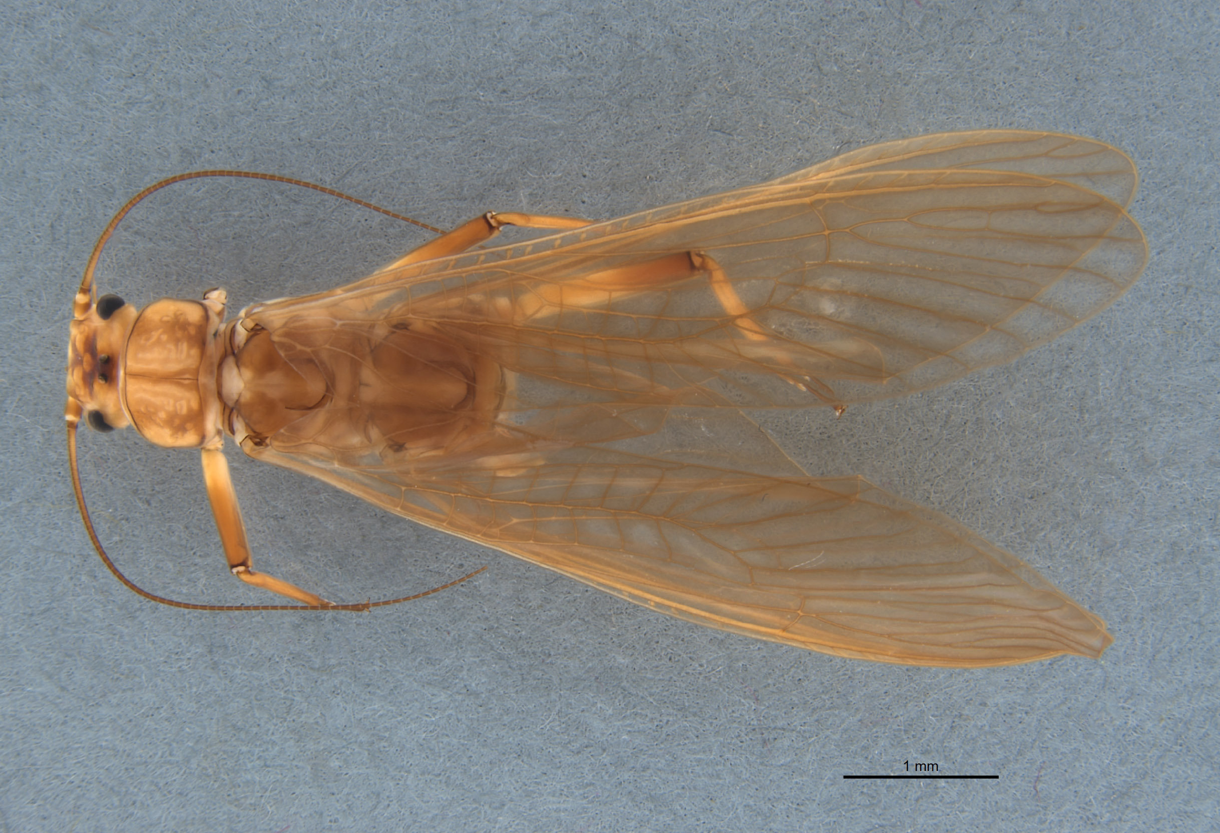 Anacroneuria badilinea image
