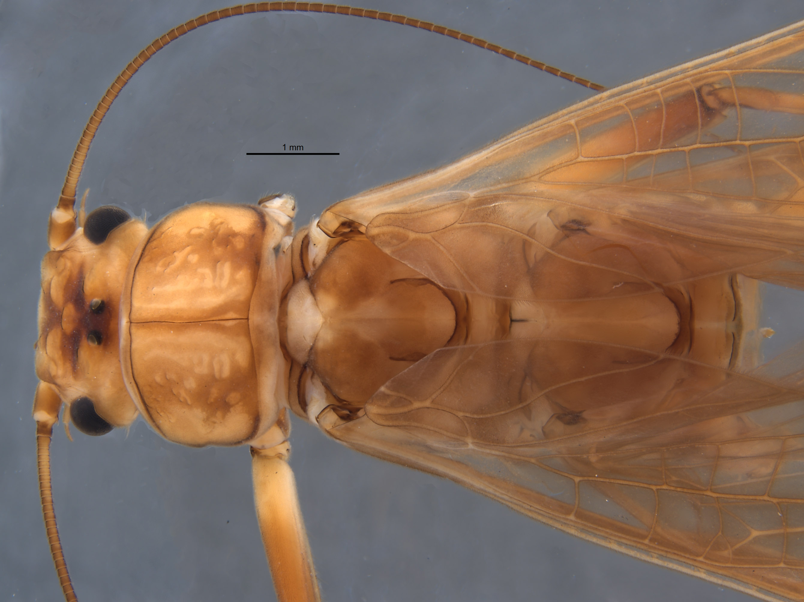 Anacroneuria badilinea image