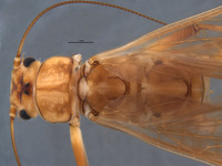 Anacroneuria badilinea image