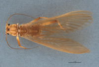 Anacroneuria badilinea image