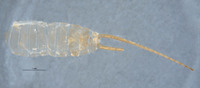 Anacroneuria badilinea image