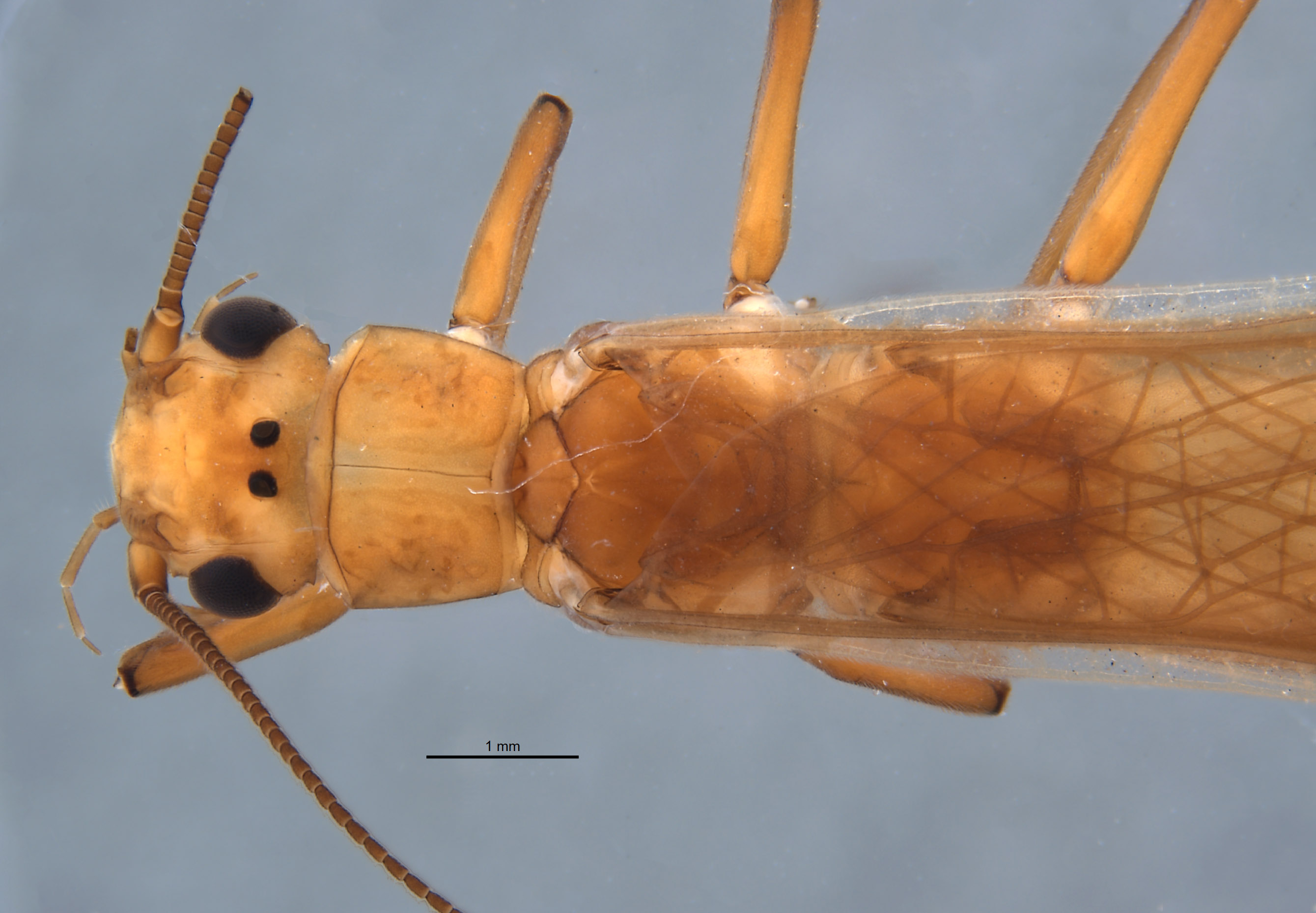 Anacroneuria tinctilamella image