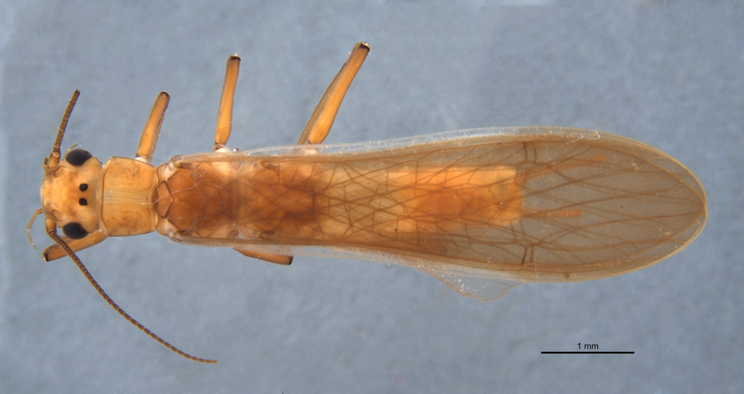 Anacroneuria tinctilamella image