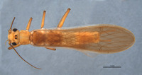 Anacroneuria tinctilamella image