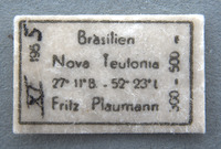 Anacroneuria tinctilamella image