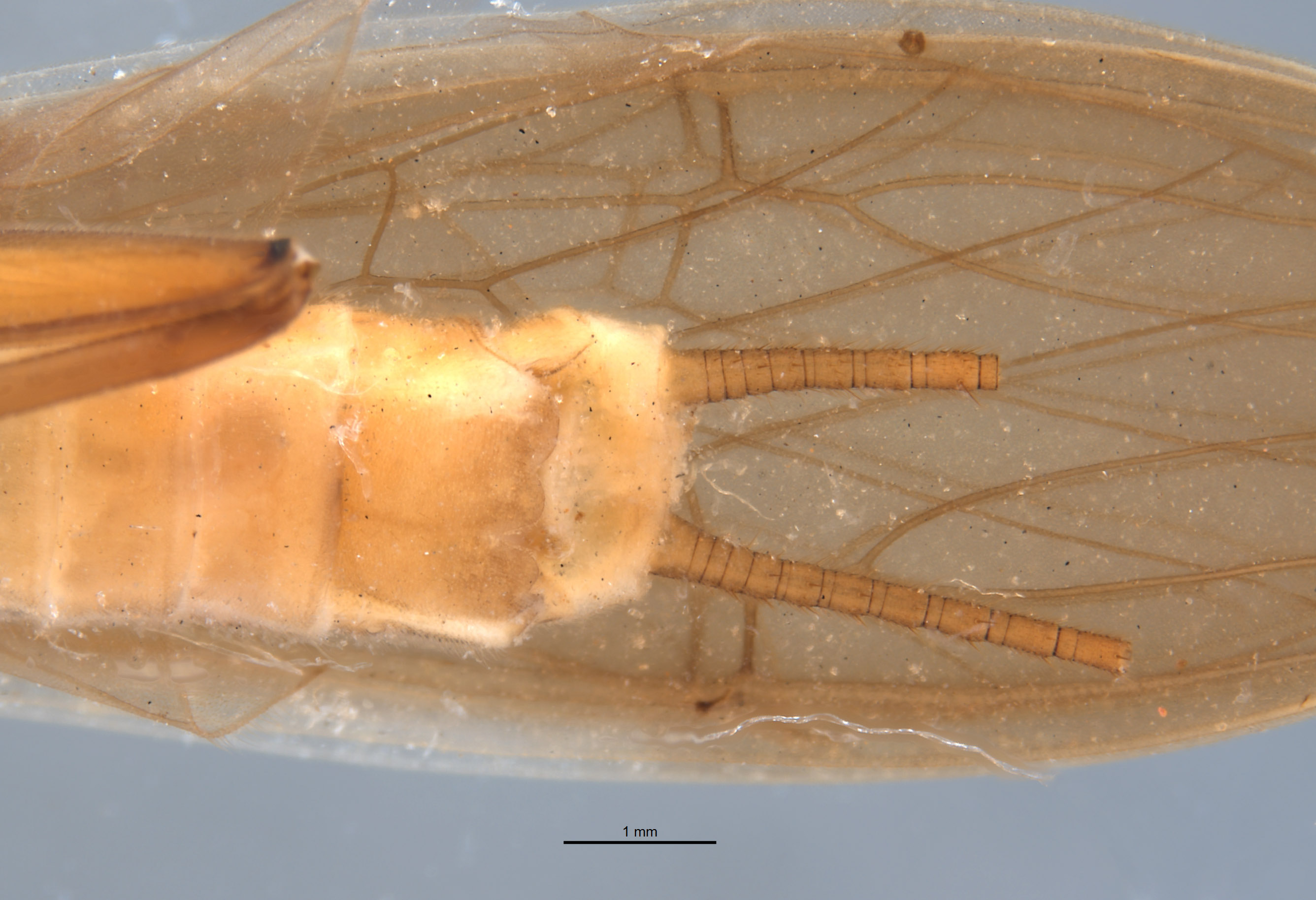 Anacroneuria tinctilamella image