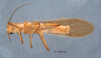 Anacroneuria tinctilamella image