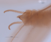 Gripopteryx crassila image