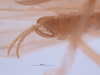 Gripopteryx crassila image