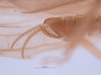 Gripopteryx crassila image