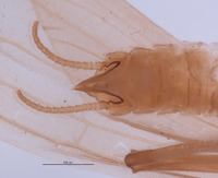 Gripopteryx crassila image