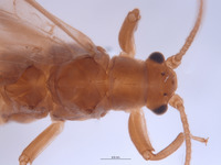 Gripopteryx crassila image