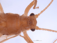 Gripopteryx crassila image