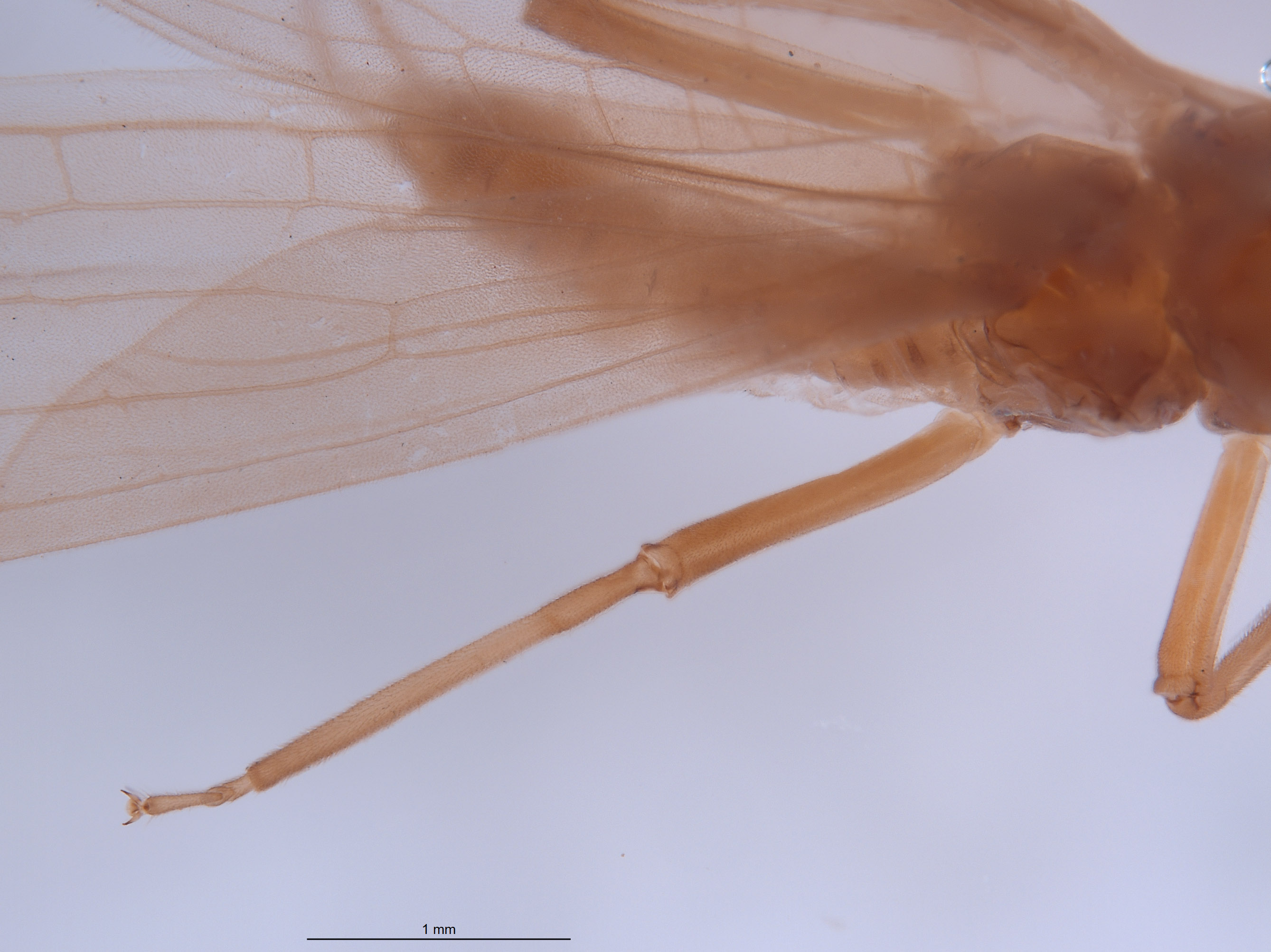 Gripopteryx crassila image