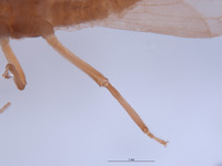 Gripopteryx crassila image