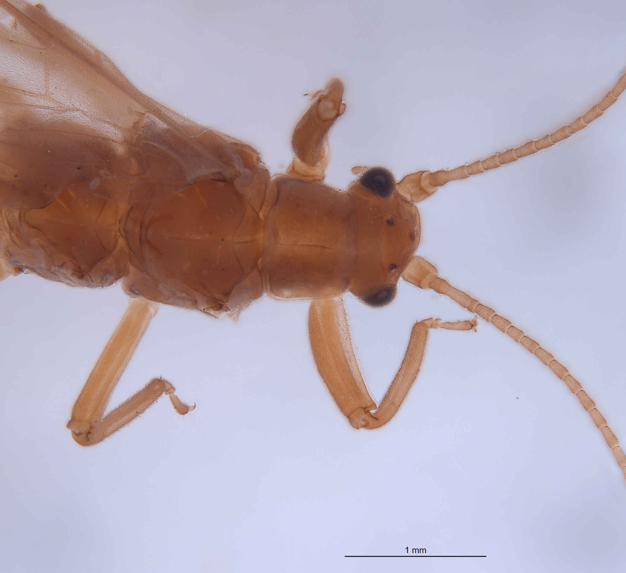 Plecoptera image
