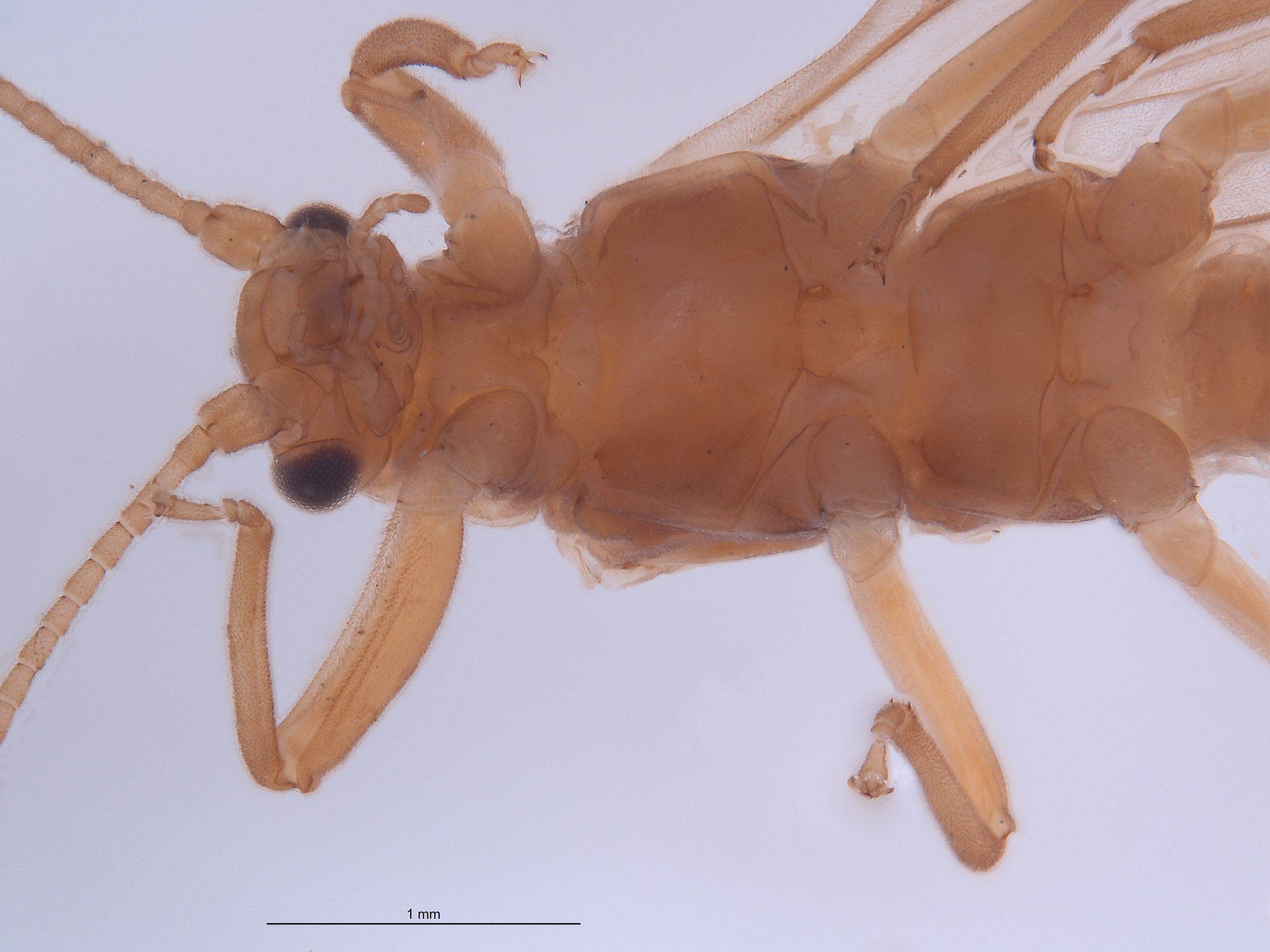 Gripopteryx image