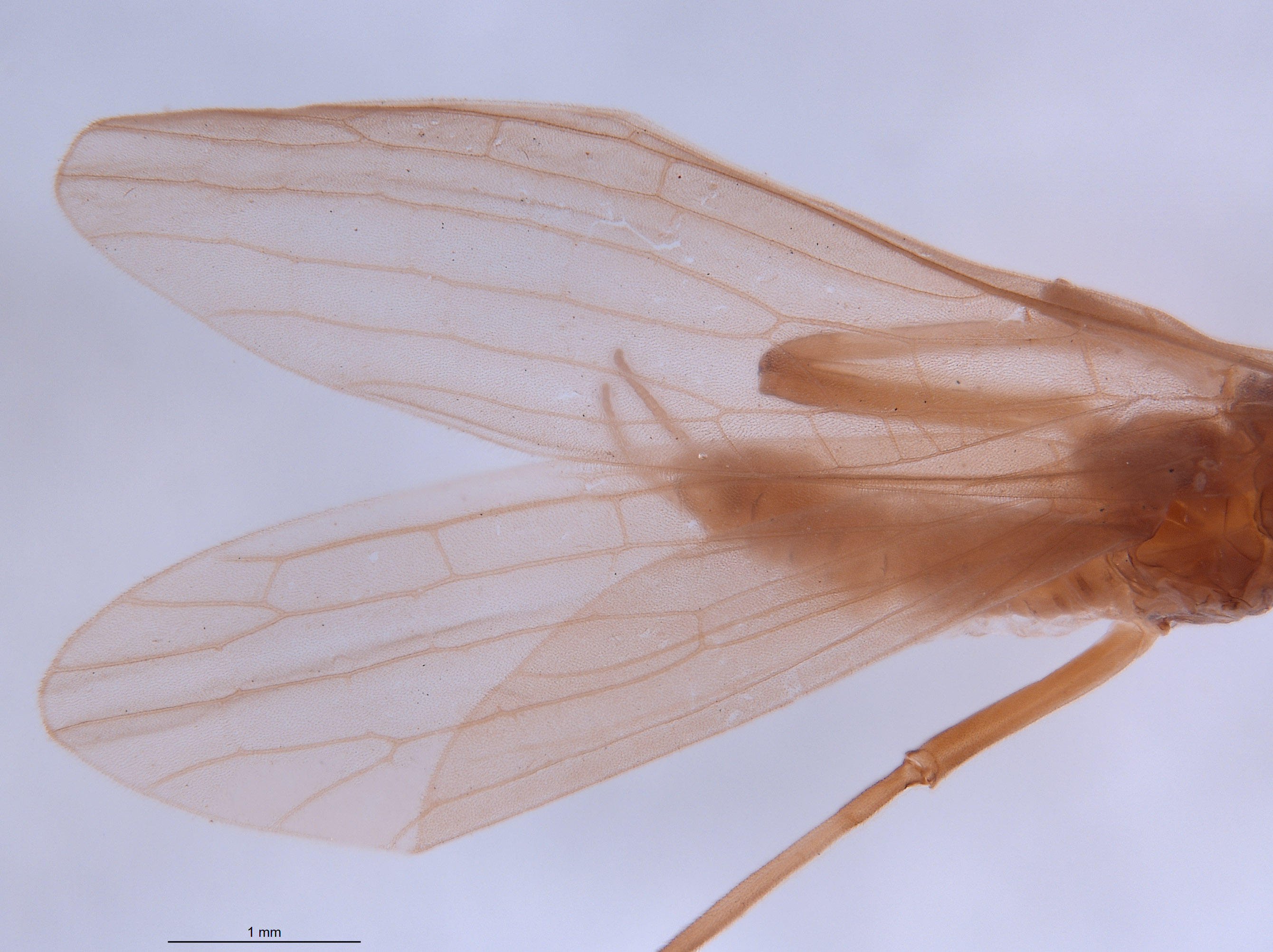 Gripopteryx crassila image