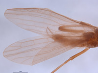 Gripopteryx crassila image