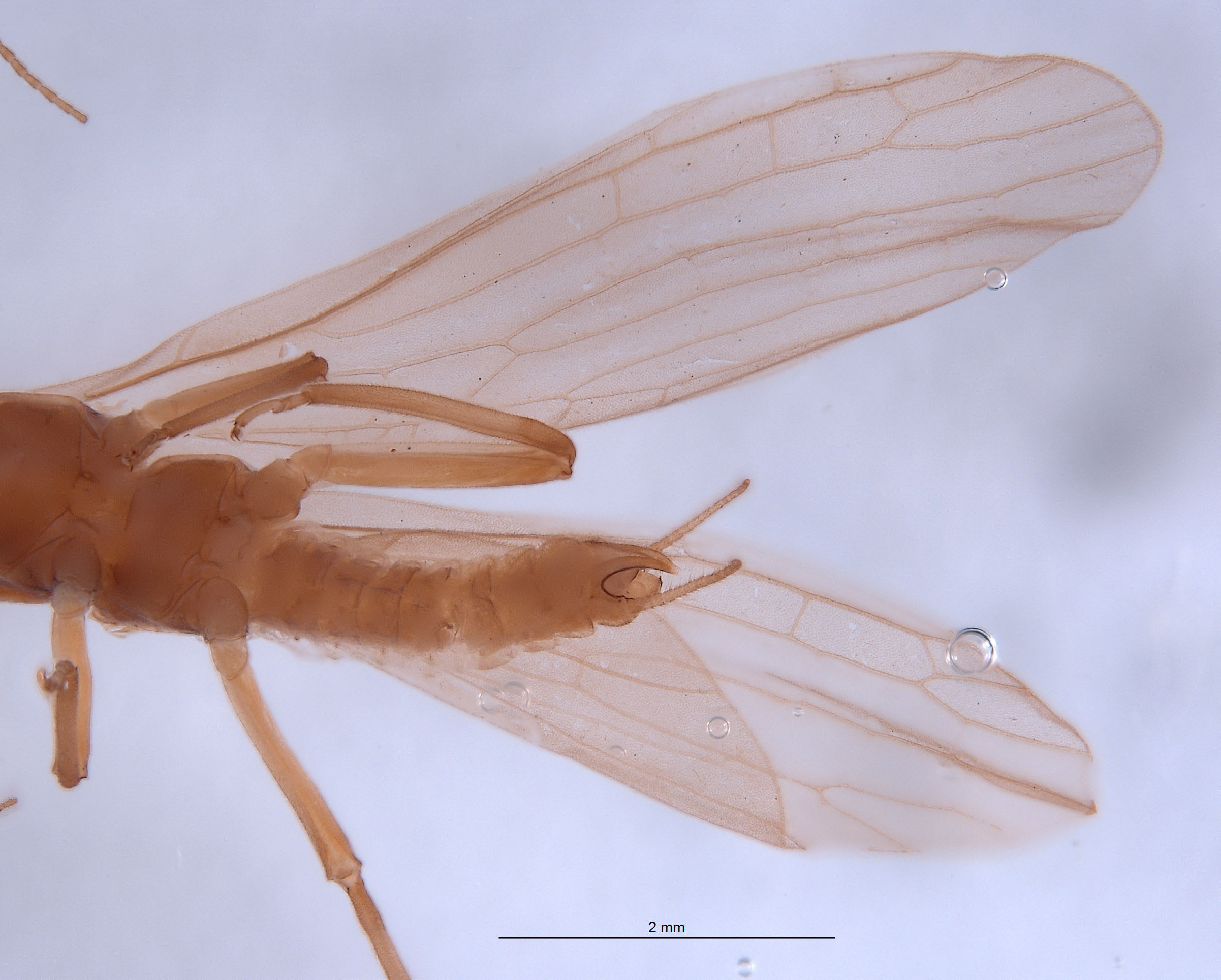 Gripopterygidae image