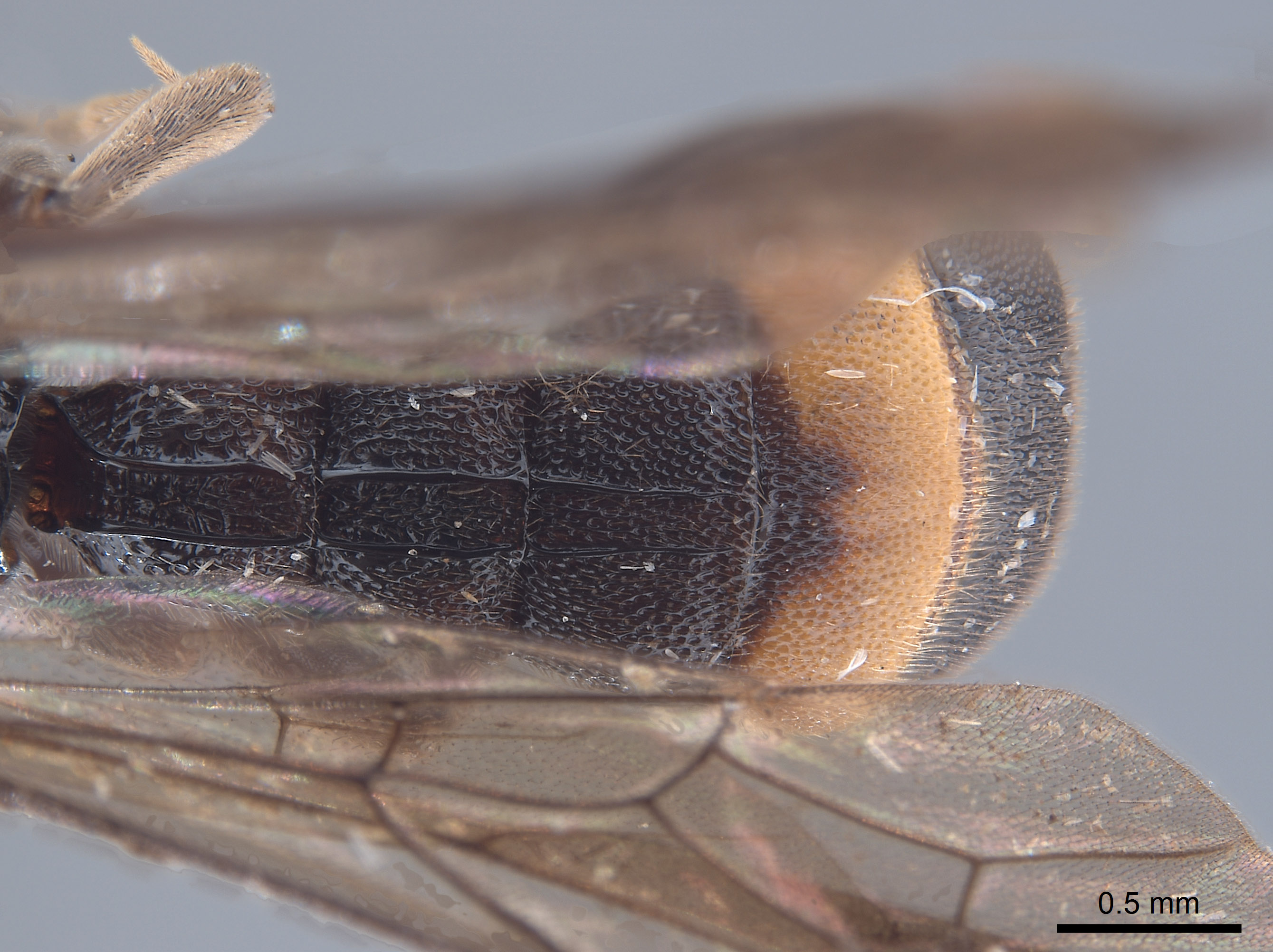 Acerataspis sinensis image