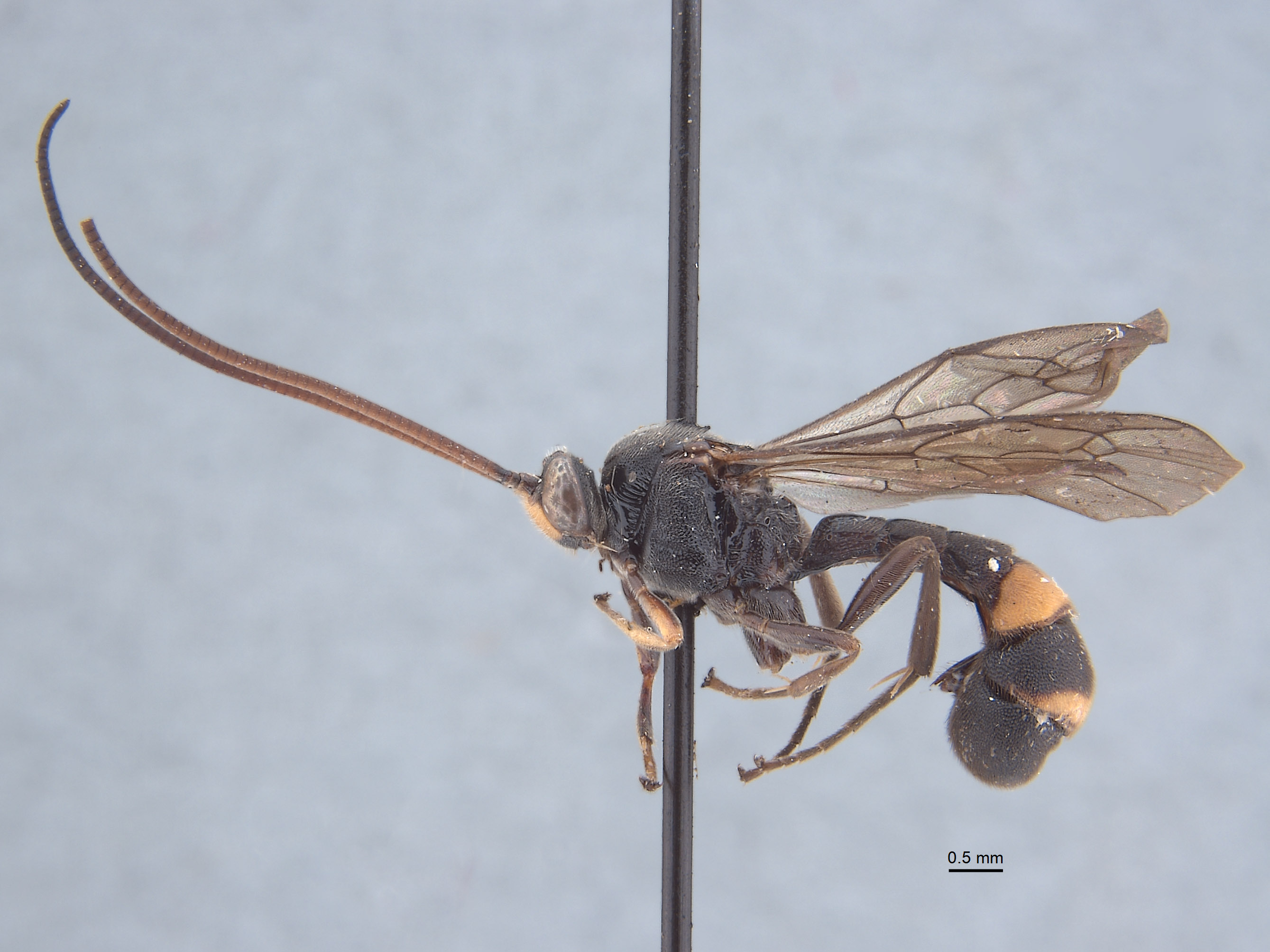 Acerataspis sinensis image