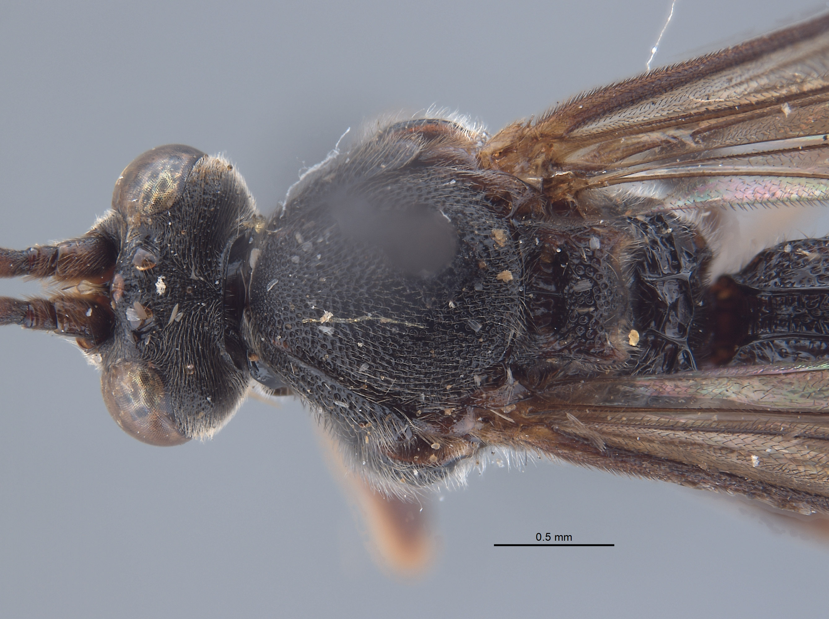 Acerataspis sinensis image