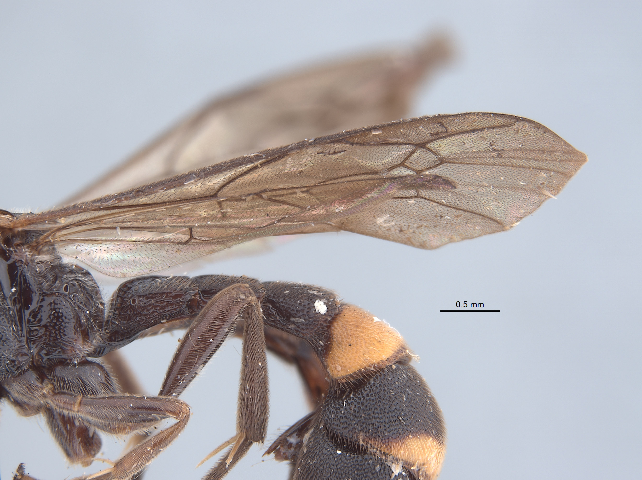 Acerataspis sinensis image