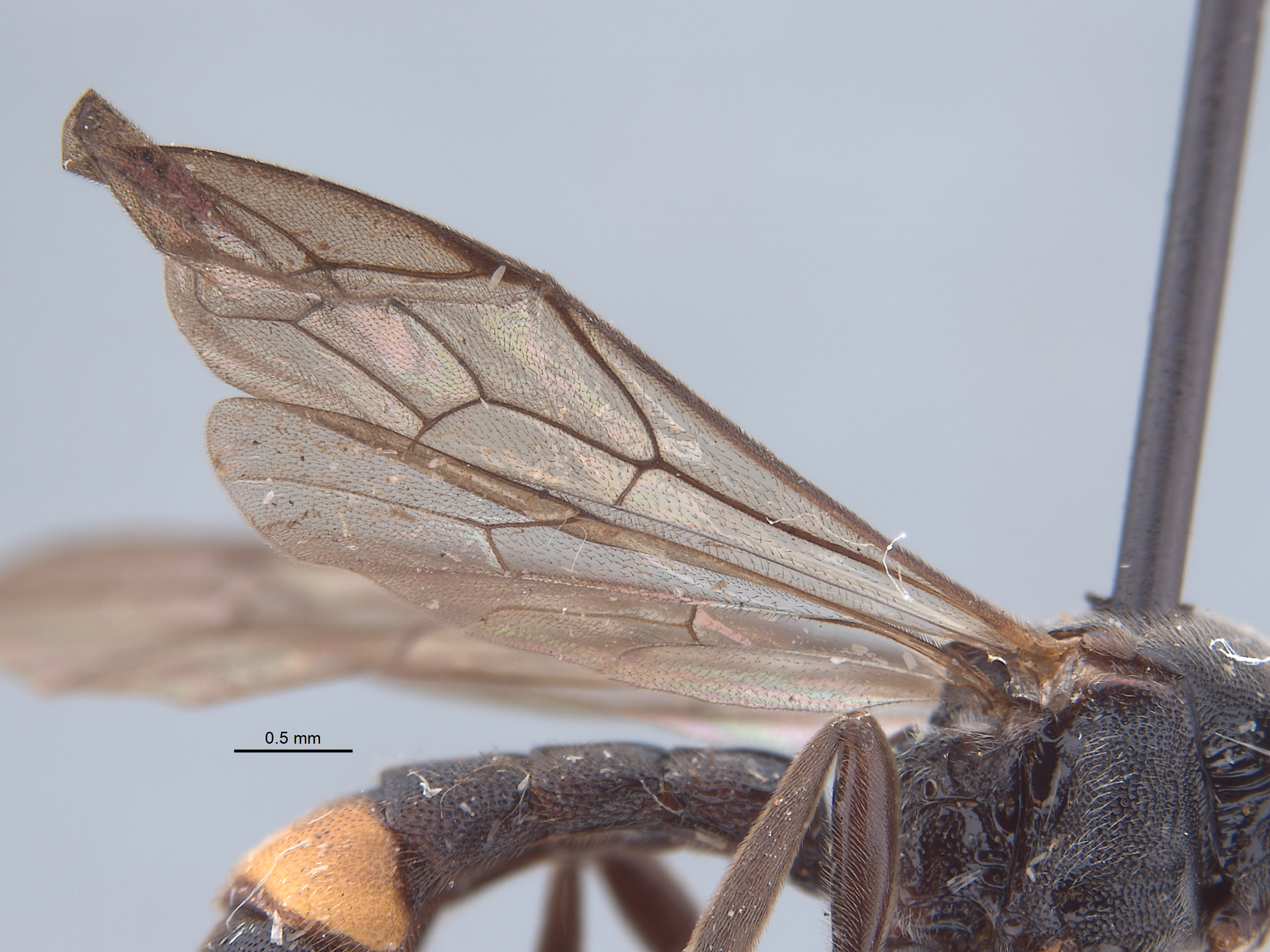 Acerataspis sinensis image