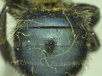 Osmia mixta image
