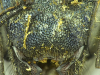 Osmia mixta image