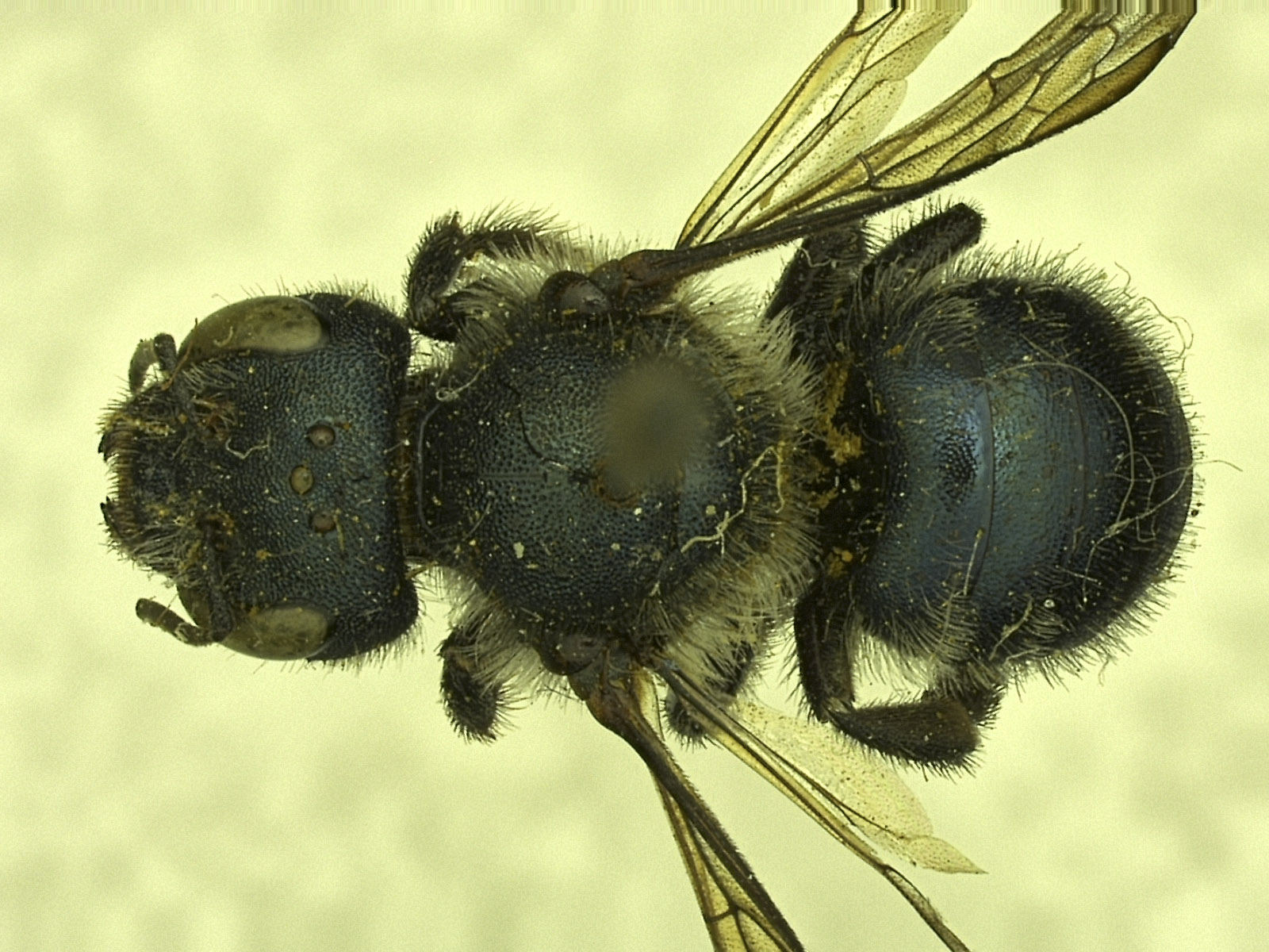 Osmia mixta image