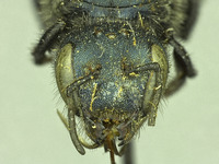 Osmia mixta image