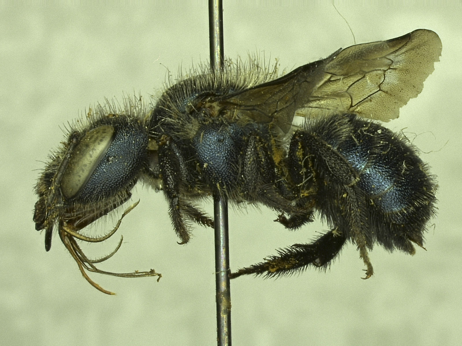 Osmia mixta image