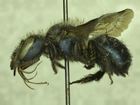 Osmia mixta image