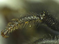 Osmia mixta image