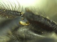 Osmia mixta image