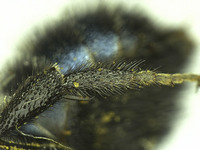 Osmia mixta image