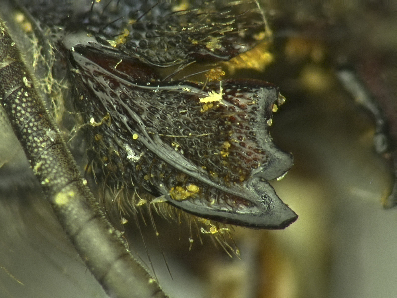 Osmia mixta image