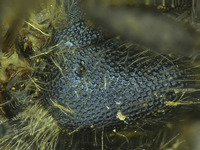 Osmia mixta image