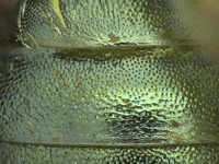 Osmia potentillae image