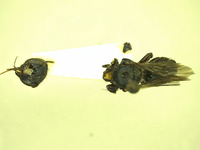 Osmia potentillae image