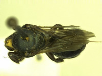 Image of Osmia potentillae