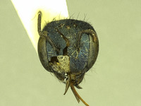 Osmia potentillae image