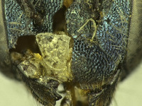 Osmia potentillae image