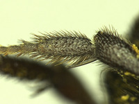 Osmia potentillae image